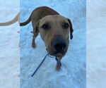 Small #5 Rhodesian Ridgeback Mix