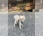 Small #3 Pomeranian