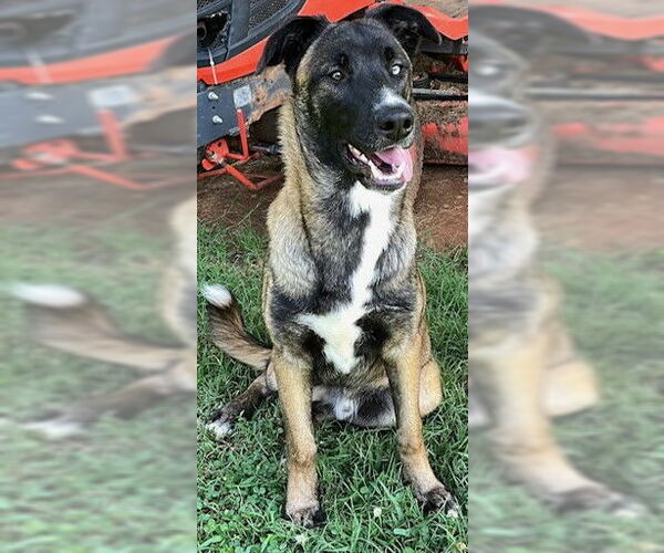 Medium Photo #2 German Shepherd Dog-Huskies  Mix Puppy For Sale in Newfoundland, PA, USA