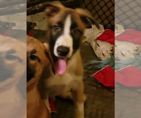 Medium Photo #4 German Shepherd Dog-Malinois Mix Puppy For Sale in TAMPA, FL, USA