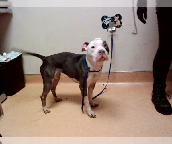 Medium Photo #1 Mutt Puppy For Sale in Martinez, CA, USA