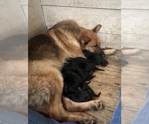 Mother of the German Shepherd Dog puppies born on 04/05/2023