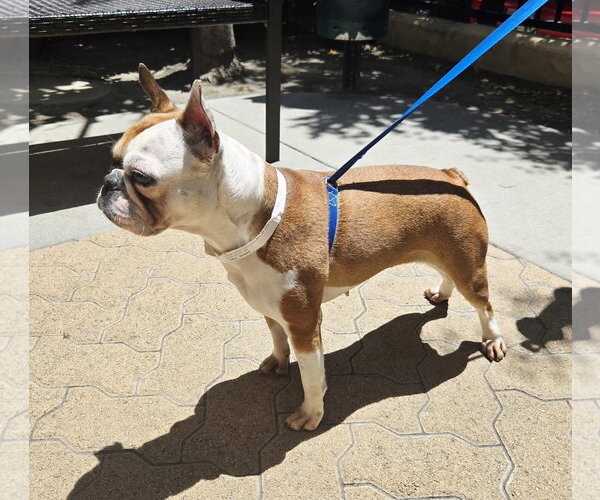 Medium Photo #3 Faux Frenchbo Bulldog Puppy For Sale in Huntington Beach, CA, USA