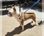 Small #2 Faux Frenchbo Bulldog
