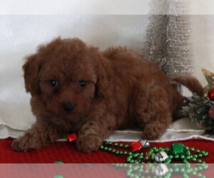 Bichpoo-Poodle (Miniature) Mix Puppy for sale in FREDERICKSBURG, OH, USA