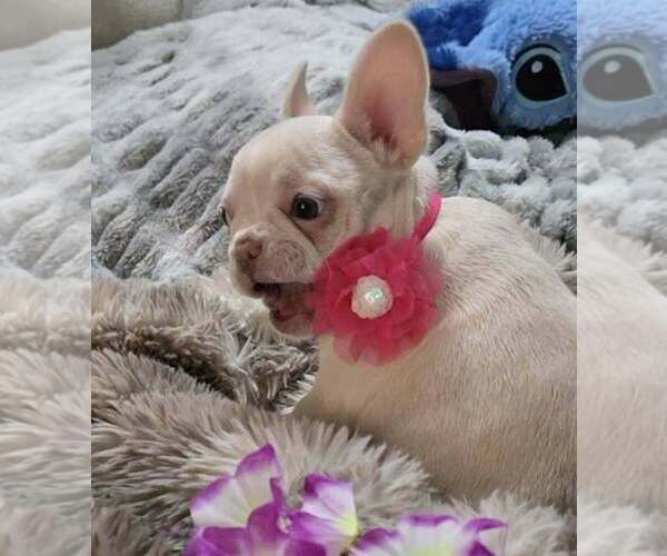 Medium Photo #1 French Bulldog Puppy For Sale in BOSTON, KY, USA