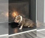 Small Photo #1 American Bully Puppy For Sale in DURHAM, NC, USA