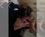 Small Photo #2 Boerboel Puppy For Sale in THREE RIVERS, MI, USA