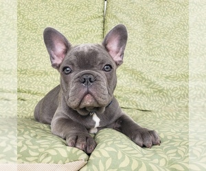 French Bulldog Puppy for sale in HUFFMAN, TX, USA