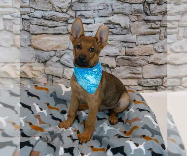 Medium Photo #5 German Shepherd Dog-Unknown Mix Puppy For Sale in Kennesaw, GA, USA