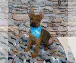 Small #4 German Shepherd Dog Mix