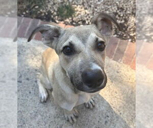 Mutt Dogs for adoption in Woodbury, NY, USA