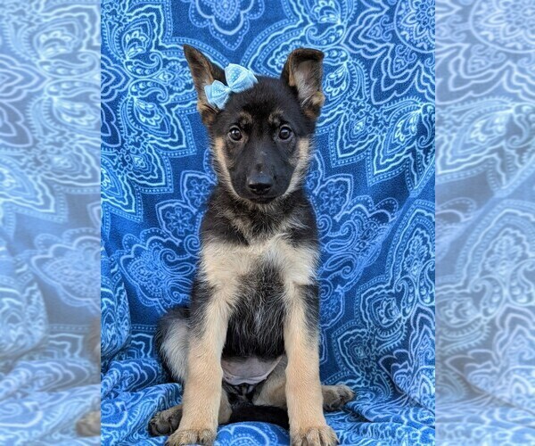 Medium Photo #3 German Shepherd Dog Puppy For Sale in NEW PROVIDENCE, PA, USA