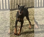Small #11 Doberman Pinscher