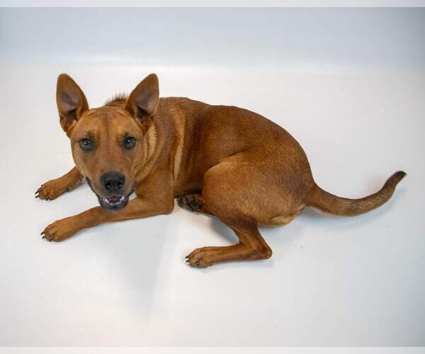 Medium Photo #3 Mutt Puppy For Sale in Kennesaw, GA, USA