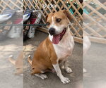 Small #2 American Pit Bull Terrier Mix