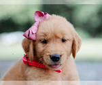Small #1 Golden Retriever