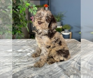 Labradoodle Puppy for sale in GREENWOOD, IN, USA