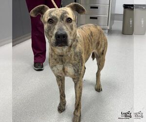Mutt Dogs for adoption in Washington, DC, USA