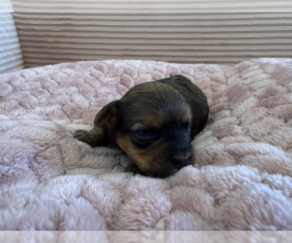 Medium Photo #33 Yorkipoo Puppy For Sale in ARLINGTON, TX, USA