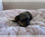 Small Photo #41 Yorkipoo Puppy For Sale in ARLINGTON, TX, USA