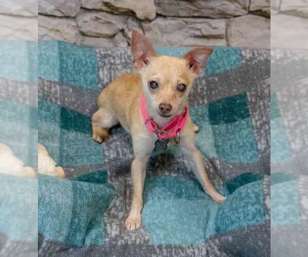 Medium Photo #4 Chihuahua Puppy For Sale in Kennesaw, GA, USA