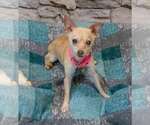 Small Photo #4 Chihuahua Puppy For Sale in Kennesaw, GA, USA
