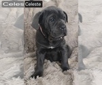 Small #3 Cane Corso