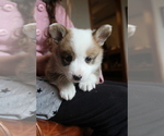 Small Photo #2 Pembroke Welsh Corgi Puppy For Sale in FAIR GROVE, MO, USA
