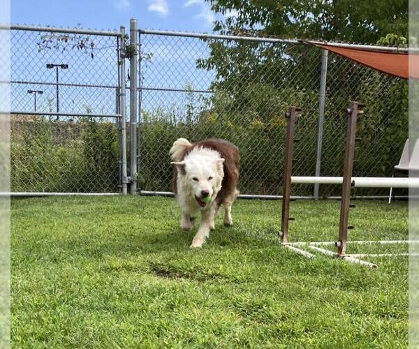Medium Photo #2 Border Collie-Unknown Mix Puppy For Sale in Plover, WI, USA