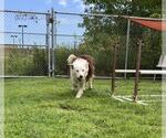 Small #1 Border Collie Mix