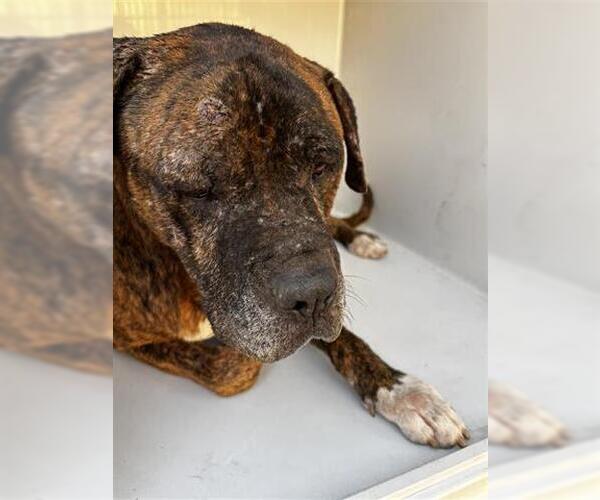 Medium Photo #1 Presa Canario Puppy For Sale in Houston, TX, USA