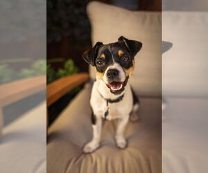 Medium Mutt