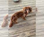 Small #1 Dachshund