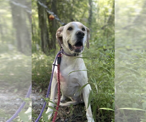 Medium Photo #7 Labrador Retriever-Unknown Mix Puppy For Sale in Boston, MA, USA