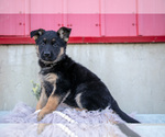 Small Photo #4 German Shepherd Dog Puppy For Sale in FREDERICKSBURG, OH, USA