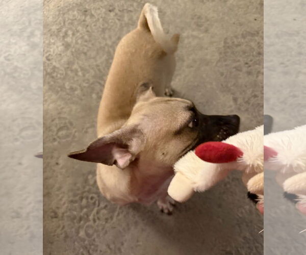 Medium Photo #1 Puggle Puppy For Sale in Virginia Beach, VA, USA