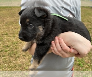 German Shepherd Dog Puppy for sale in FRANKLINTON, LA, USA
