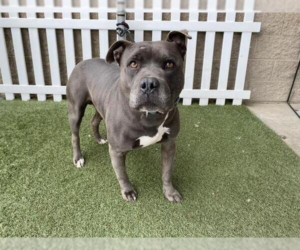 Medium Photo #1 Mutt Puppy For Sale in Modesto, CA, USA