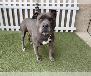 Mutt Dogs for adoption in Modesto, CA, USA