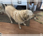 Small #1 Great Pyrenees