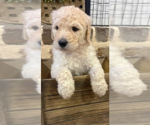 Goldendoodle Puppy for sale in SOCIAL CIRCLE, GA, USA