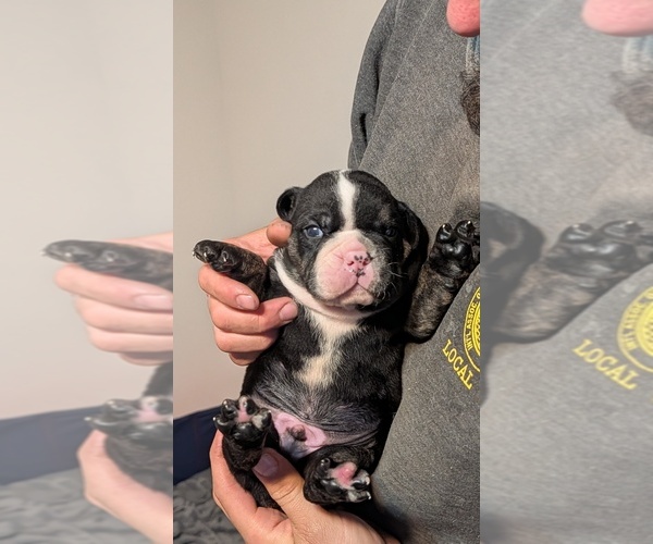 Medium Photo #5 Olde English Bulldogge Puppy For Sale in OSCEOLA, IN, USA
