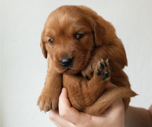 Medium Golden Retriever