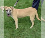 Small #2 Black Mouth Cur Mix