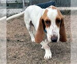 Small #5 Basset Hound