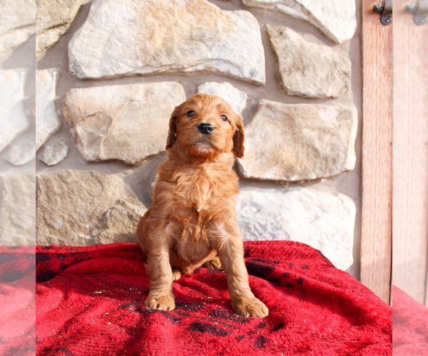 Medium Photo #4 Goldendoodle-Poodle (Standard) Mix Puppy For Sale in EAST EARL, PA, USA