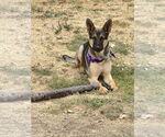 Small German Shepherd Dog