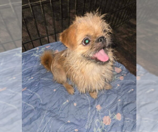 Medium Photo #2 Brussels Griffon-Unknown Mix Puppy For Sale in Grafton, WI, USA
