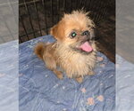 Small #1 Brussels Griffon Mix